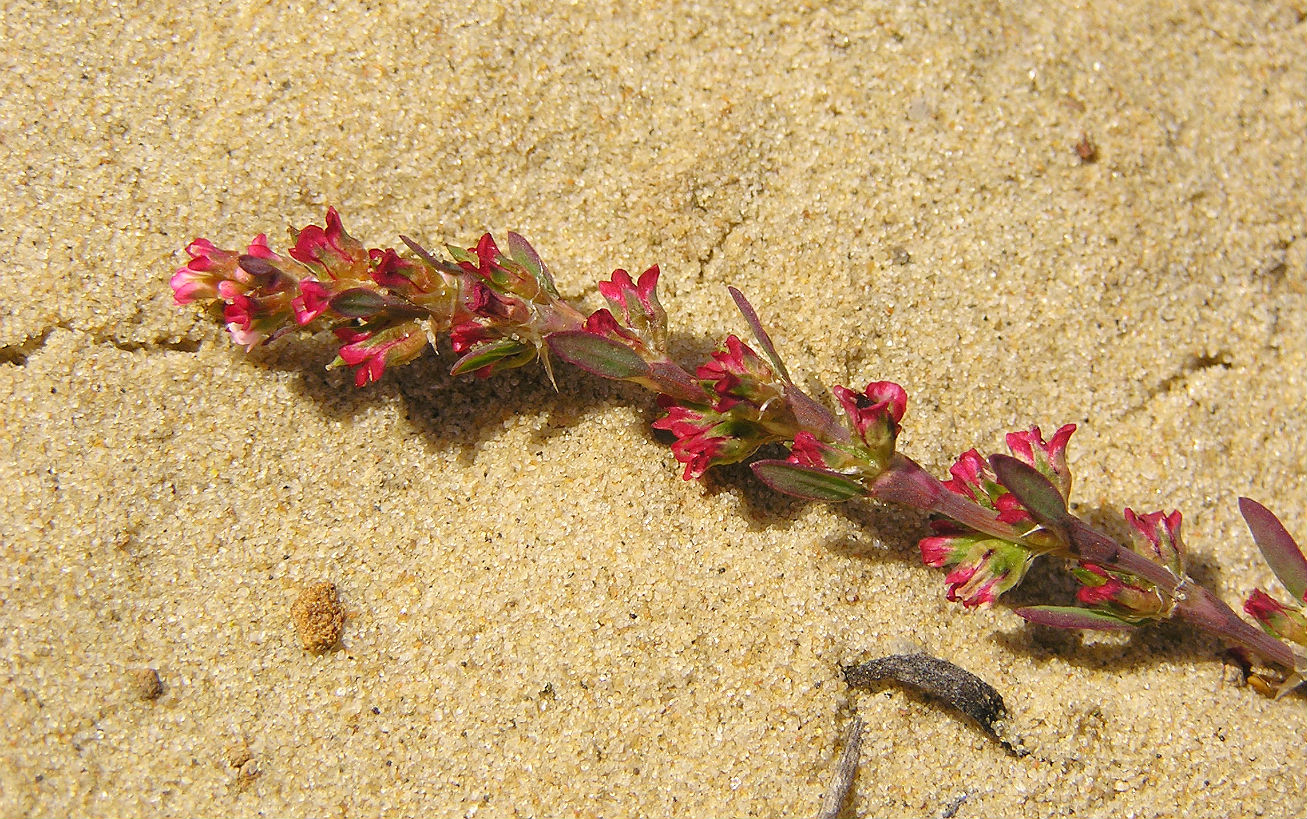 Изображение особи род Polygonum.