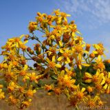 Senecio schwetzowii. Соцветие. Ростовская обл., Неклиновский р-н, Большенеклиновское с/п, дол. р. Сарматская. 25.08.2012.