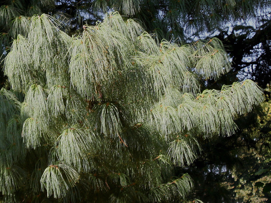 Image of Pinus wallichiana specimen.