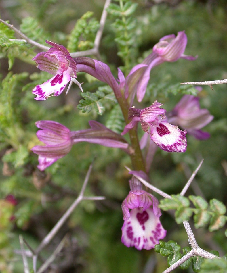 Изображение особи Anacamptis &times; feinbruniae.