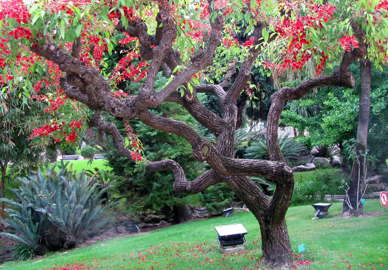 Изображение особи Erythrina crista-galli.