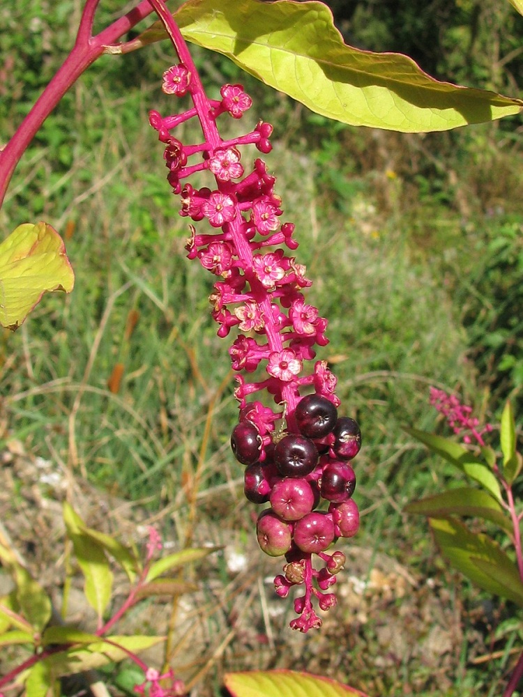 Изображение особи Phytolacca americana.