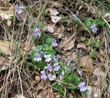 Viola rupestris
