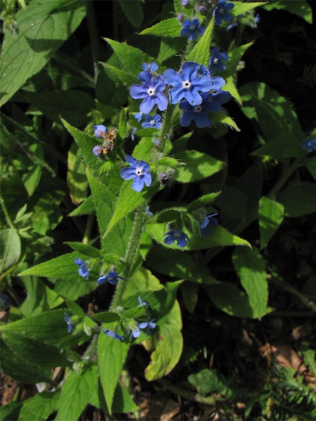 Изображение особи Pentaglottis sempervirens.