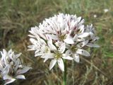 Allium ramosum