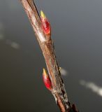 Ribes sanguineum. Средняя часть веточки с развивающимися почками. Германия, г. Кемпен, у прогулочной дорожки. 06.02.2013.