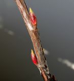 Ribes sanguineum