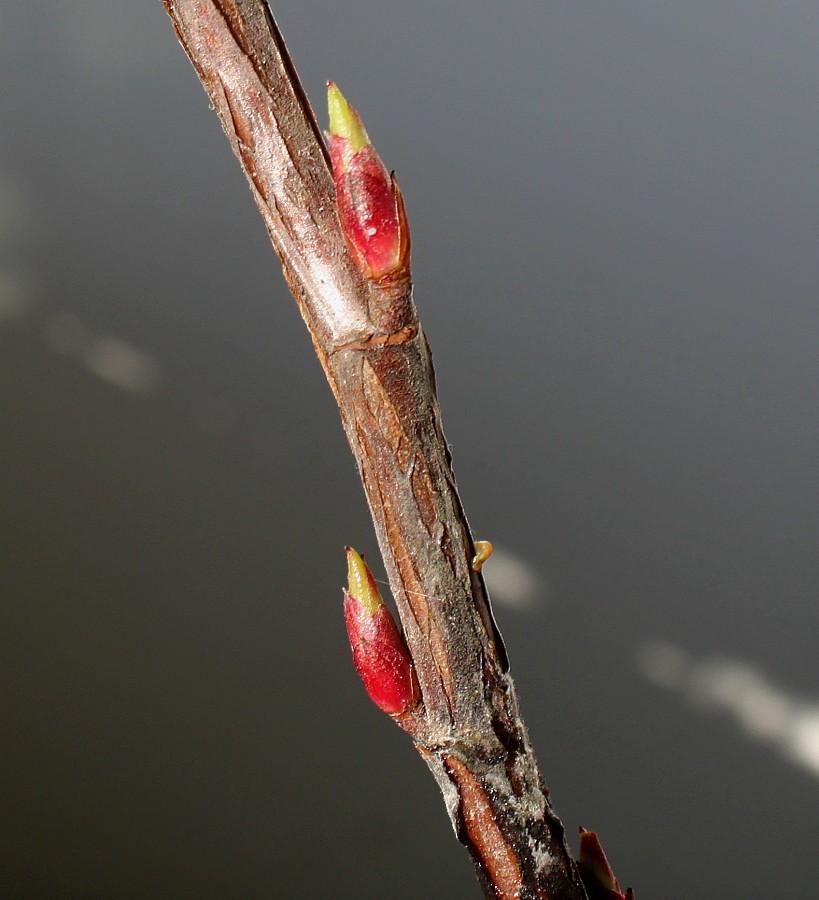 Image of Ribes sanguineum specimen.