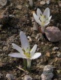 Merendera mirzoevae