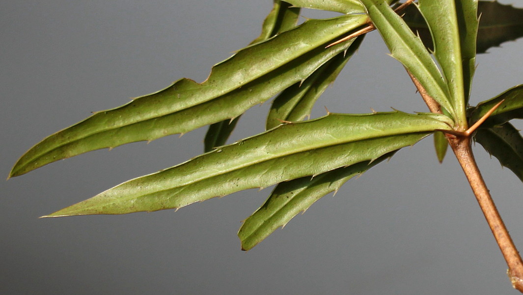 Изображение особи Berberis gagnepainii var. lanceifolium.