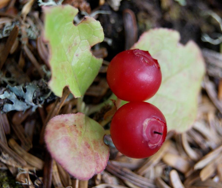 Image of Vaccinium praestans specimen.