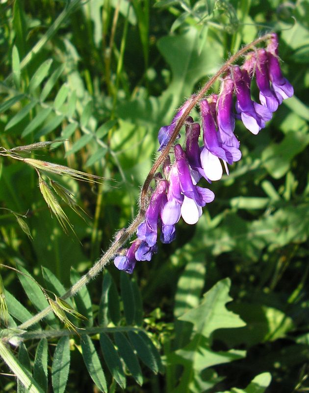 Image of Vicia villosa specimen.