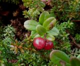 Vaccinium vitis-idaea var. minus