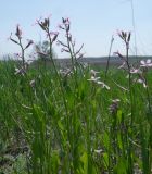 Chorispora tenella