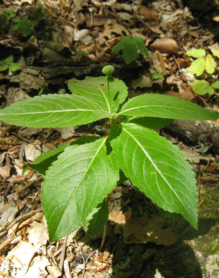 Изображение особи Mercurialis perennis.