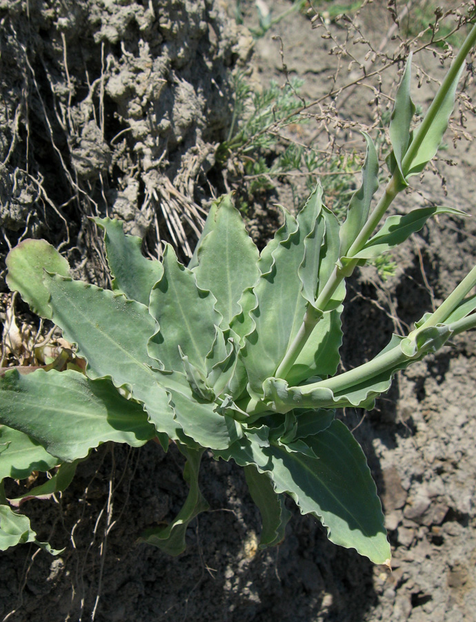 Image of Oberna crispata specimen.