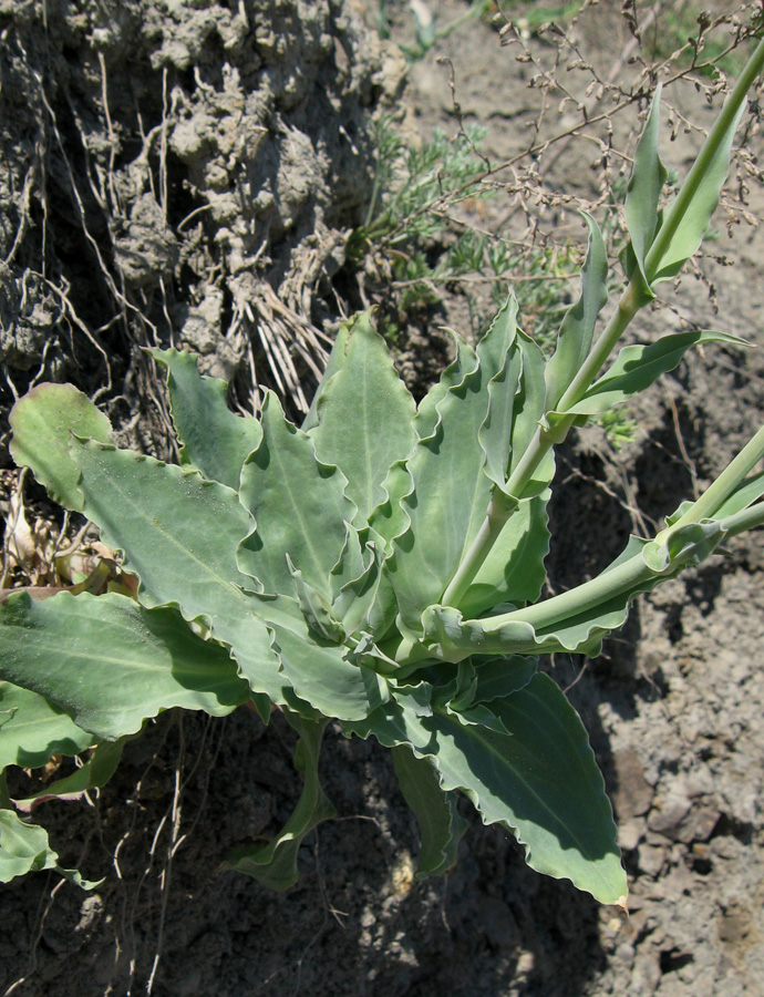 Изображение особи Oberna crispata.