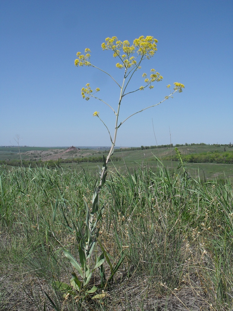 Image of Isatis campestris specimen.