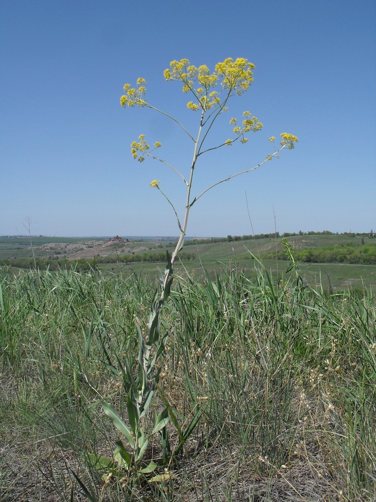 Изображение особи Isatis campestris.