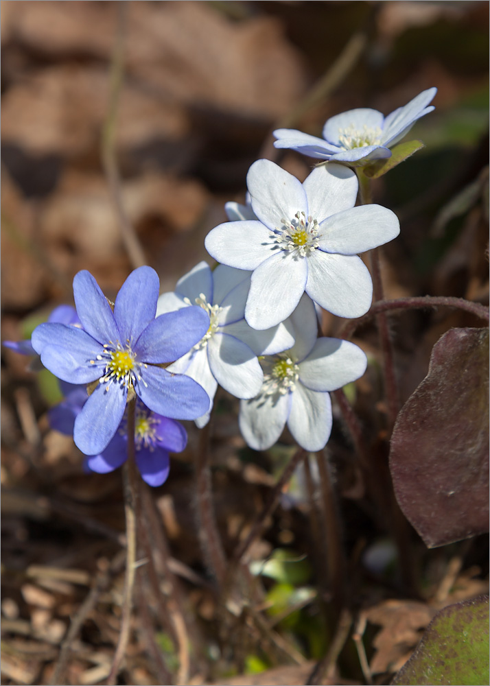 Изображение особи Hepatica nobilis.