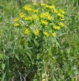 Euphorbia iberica