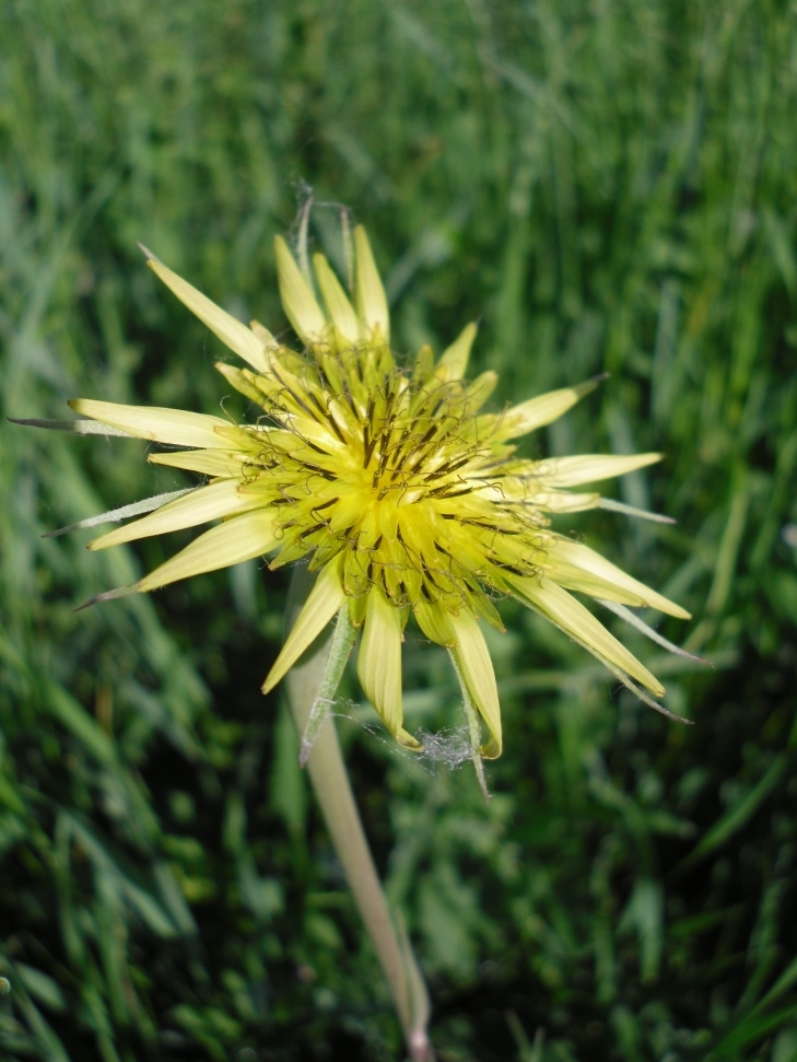 Image of Tragopogon dubius ssp. major specimen.