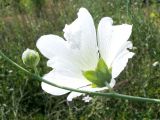 Alcea nudiflora. Цветок. Видна чашечка с подчашием из сросшихся прицветников. Узбекистан, г. Ташкент, Ботанический сад им. Ф.Н. Русанова, 26.07.2008.