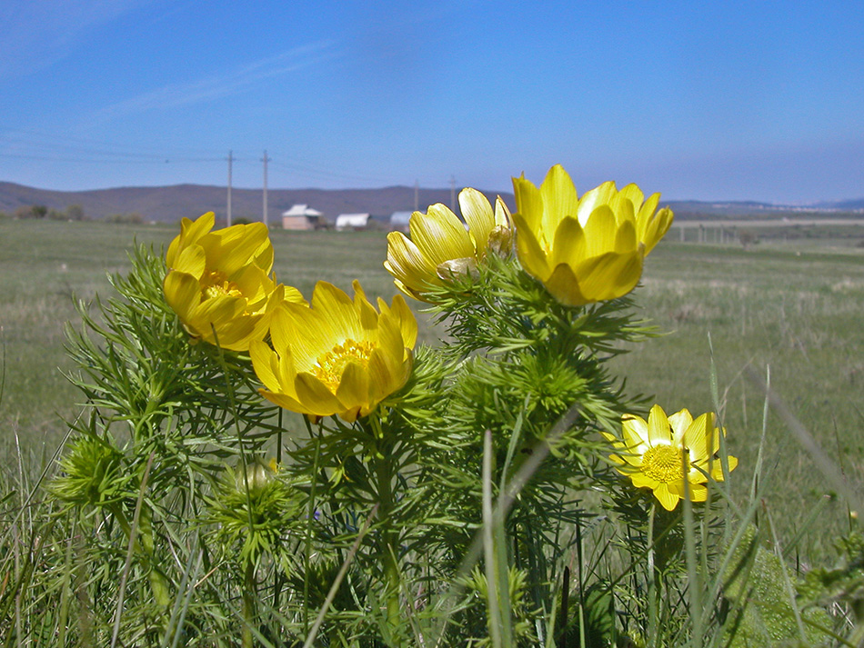 Изображение особи Adonis vernalis.