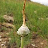 Allium atroviolaceum. Соцветие, освобождающееся от покрывала. Украина, Донецкая обл., Новоазовский р-н, балка Харцызская. 03.06.2013.