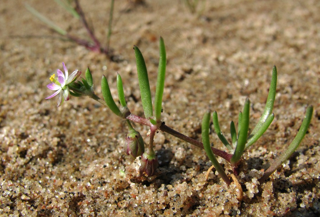 Image of Spergularia marina specimen.