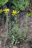 Senecio jacobaea