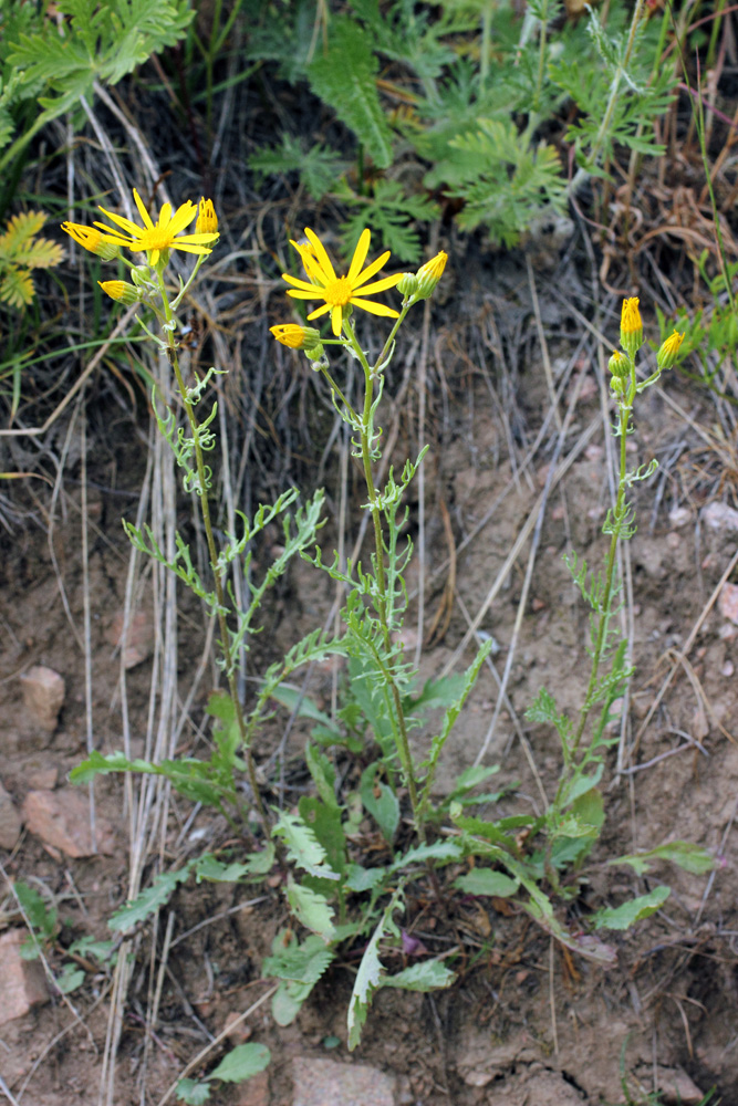 Изображение особи Senecio jacobaea.