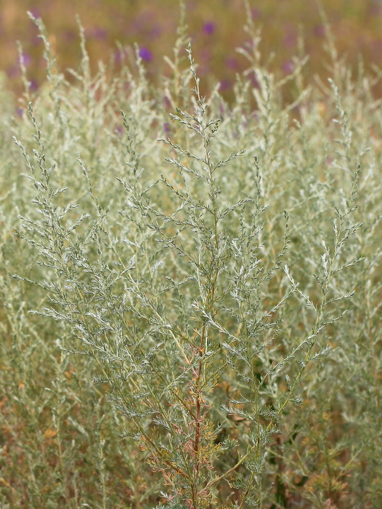 Image of Artemisia austriaca specimen.