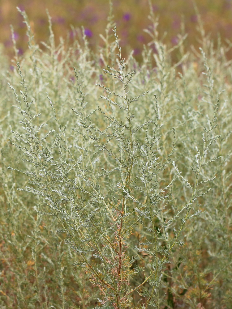 Изображение особи Artemisia austriaca.