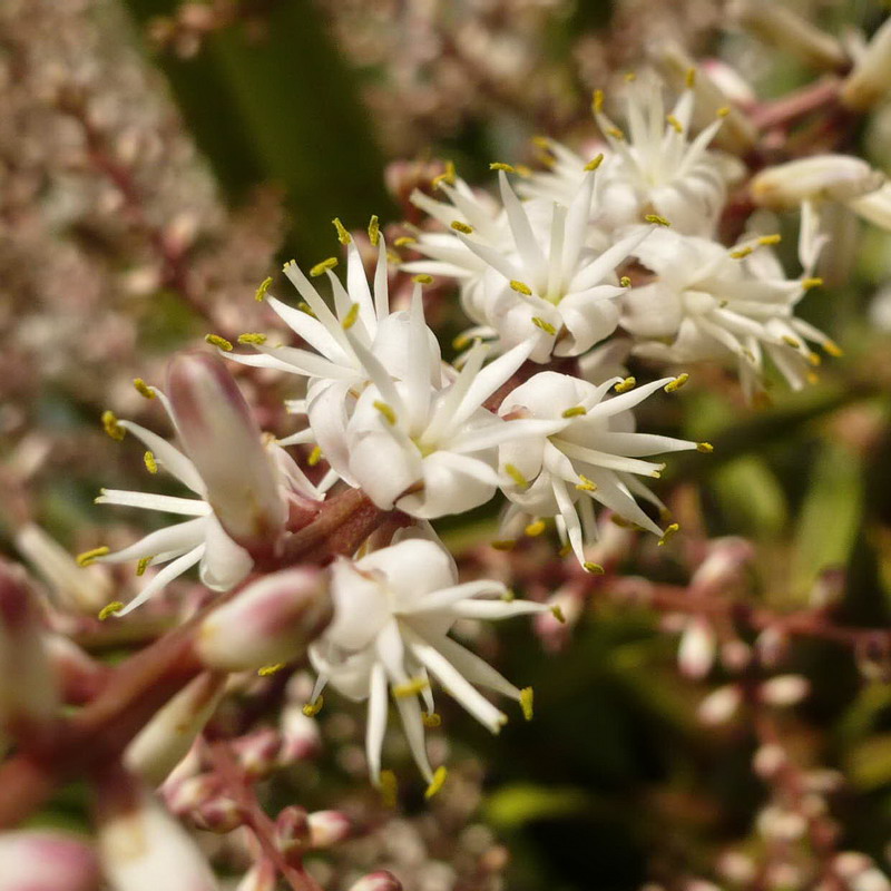 Image of Cordyline australis specimen.