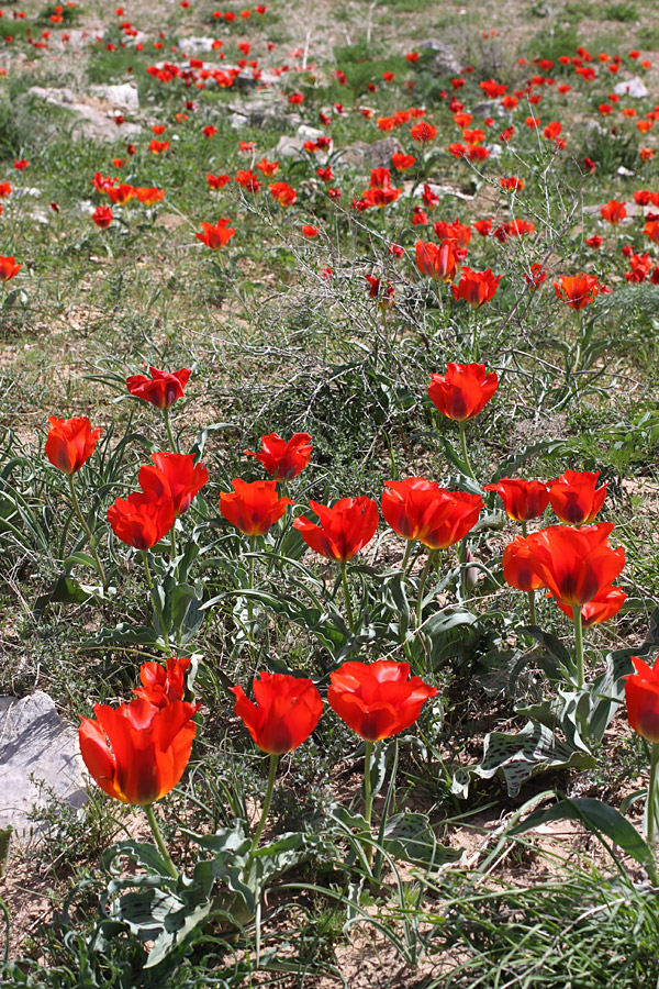 Image of Tulipa greigii specimen.