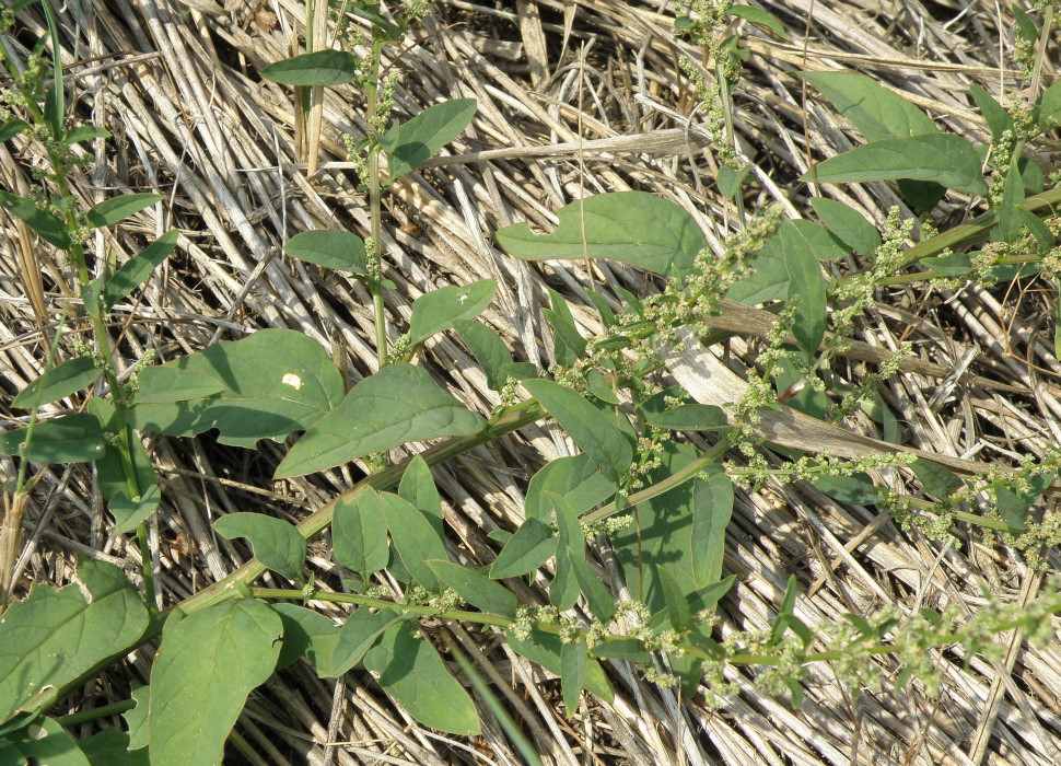 Image of Lipandra polysperma specimen.