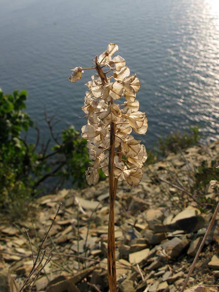 Изображение особи Muscari neglectum.
