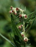 Artemisia umbrosa