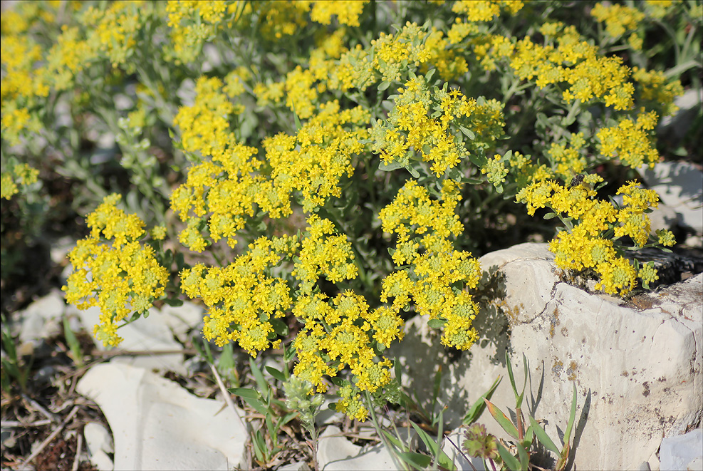 Изображение особи Odontarrhena muralis.