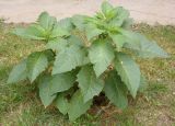 род Brugmansia