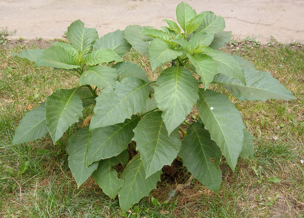 Изображение особи род Brugmansia.