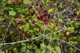 Rubus tauricus