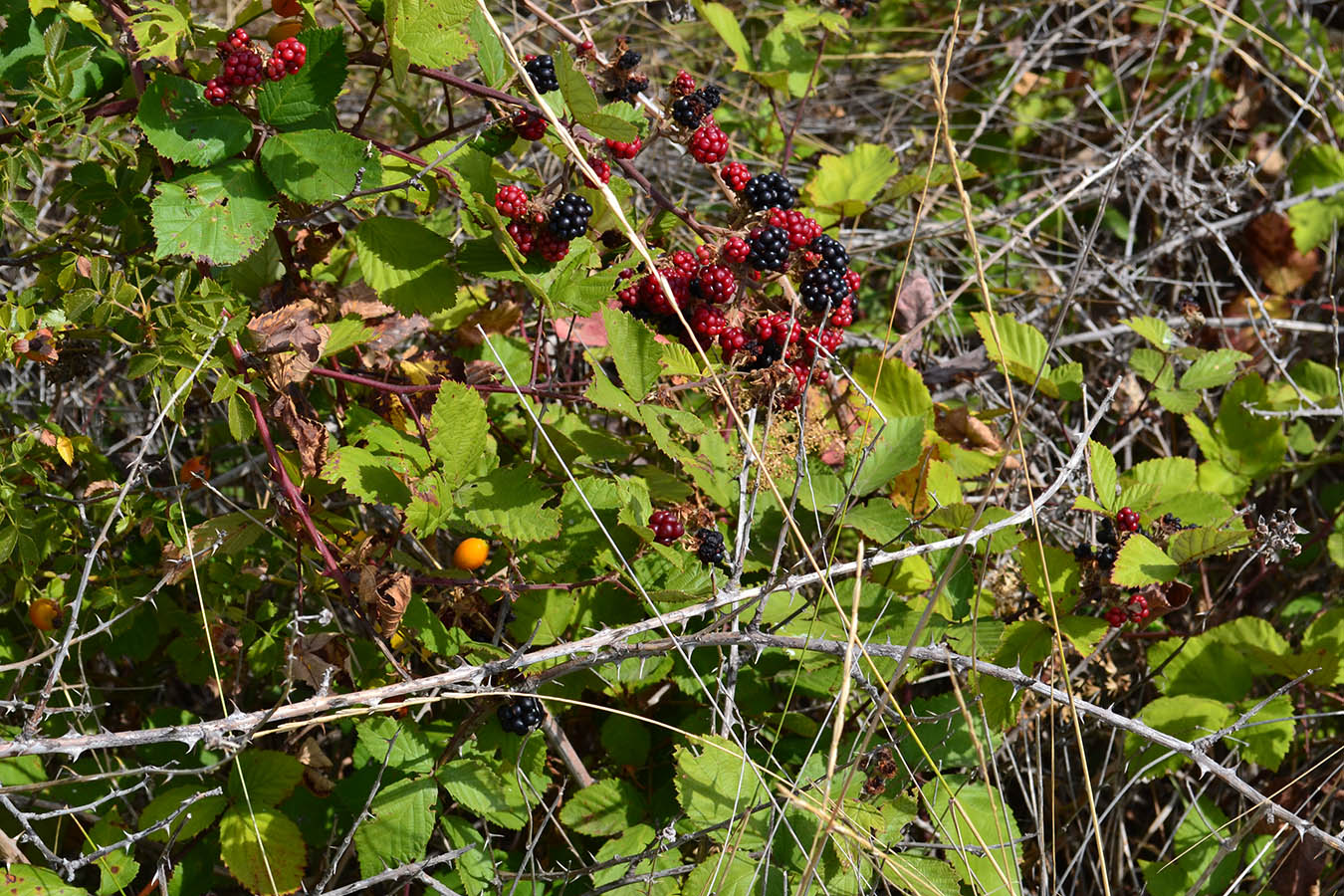 Изображение особи Rubus tauricus.