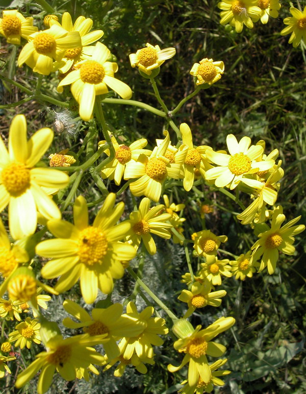 Image of Senecio vernalis specimen.