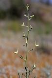 Delphinium camptocarpum. Верхушка расцветающего растения. Южный Казахстан, восточная граница пустыни Кызылкум. 04.05.2013.