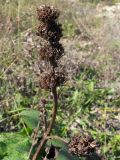 Phlomoides tuberosa. Сухое соплодие. Краснодарский край, г. Новороссийск, пер. Волчьи ворота, каменистый склон горы. 12.10.2013.