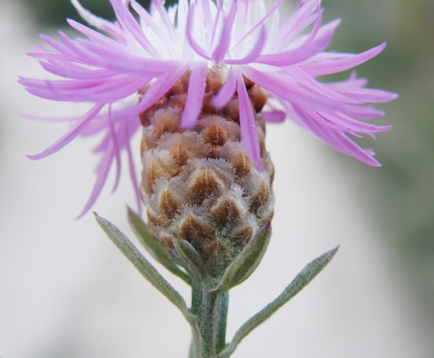 Изображение особи Centaurea jacea ssp. substituta.