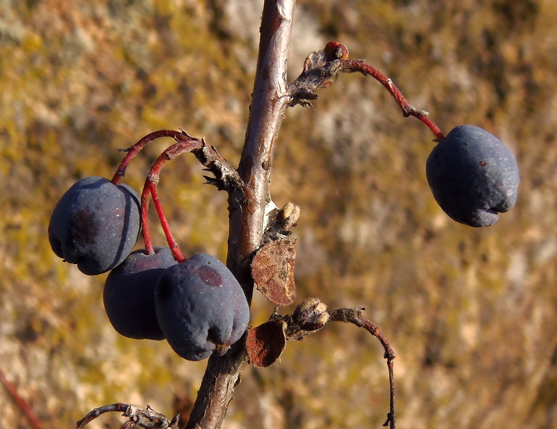 Image of Cotoneaster melanocarpus specimen.