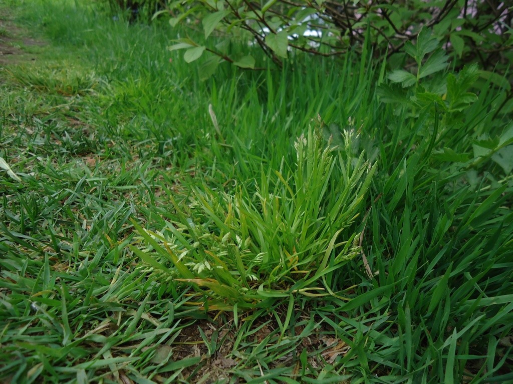 Какая трава вместо газона. Мятлик Луговой сорняк. Мятлик однолетний. Мятлик однолетний сорняк. Мятлик кистевидный.